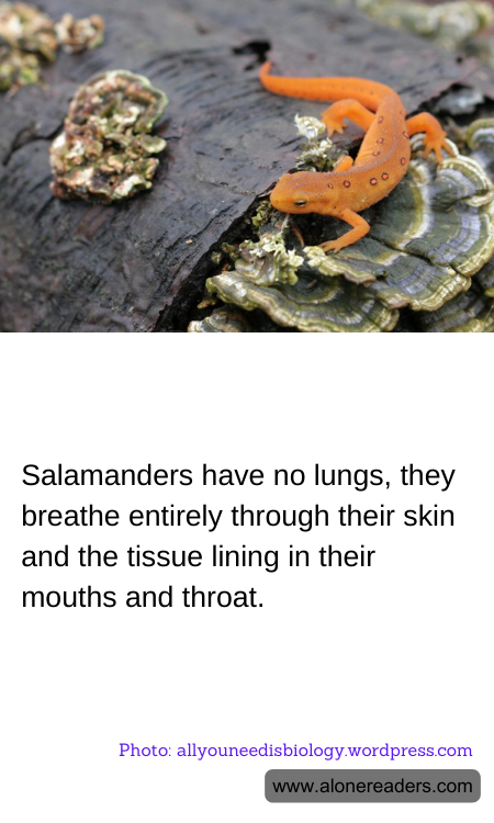 General Knowledge Learning Cards