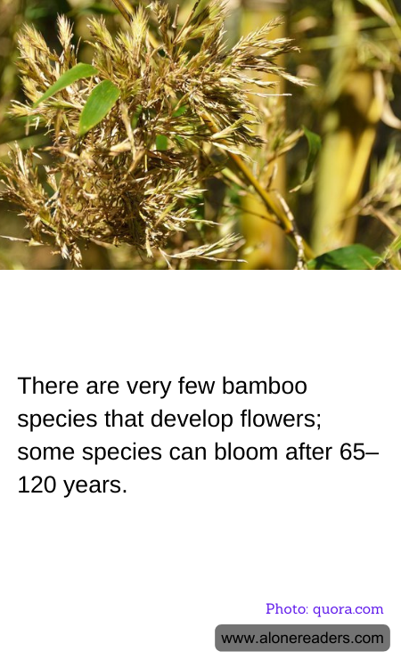 There are very few bamboo species that develop flowers; some species can bloom after 65–120 years.