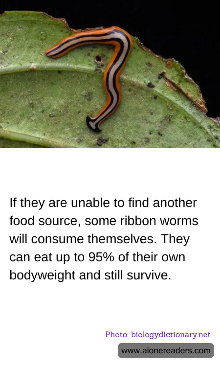 If they are unable to find another food source, some ribbon worms will consume themselves. They can eat up to 95% of their own bodyweight and still survive.
