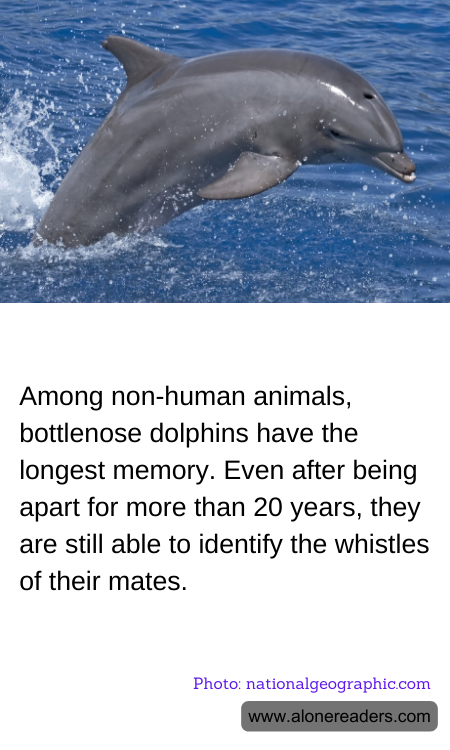 Among non-human animals, bottlenose dolphins have the longest memory. Even after being apart for more than 20 years, they are still able to identify the whistles of their mates.