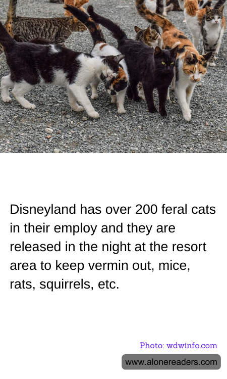 Disneyland has over 200 feral cats in their employ and they are released in the night at the resort area to keep vermin out, mice, rats, squirrels, etc.