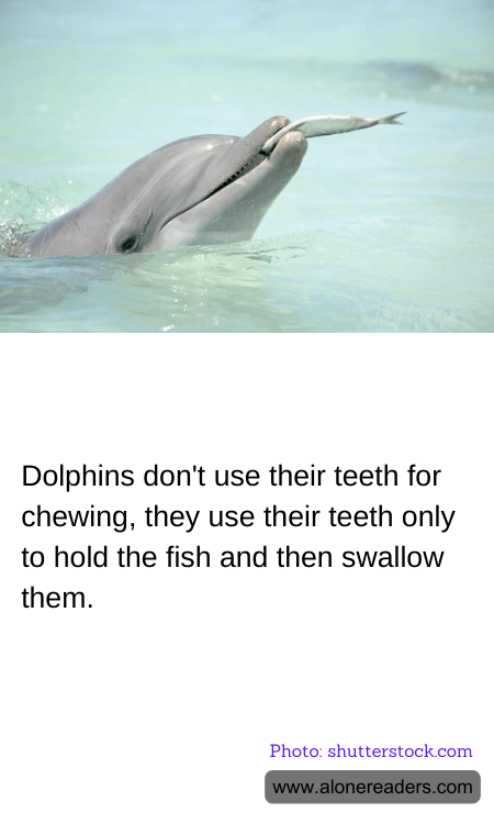 Dolphins don't use their teeth for chewing, they use their teeth only to hold the fish and then swallow them.