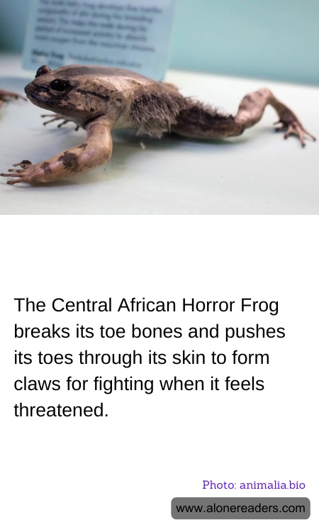 General Knowledge Learning Cards