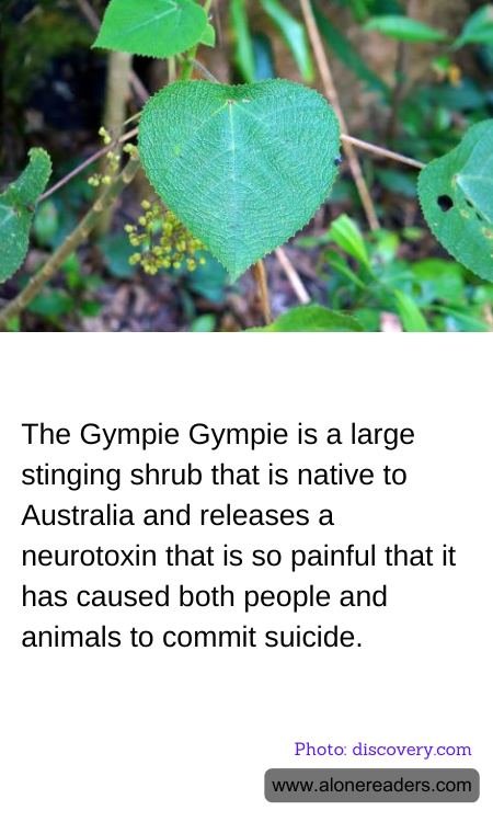 General Knowledge Learning Cards