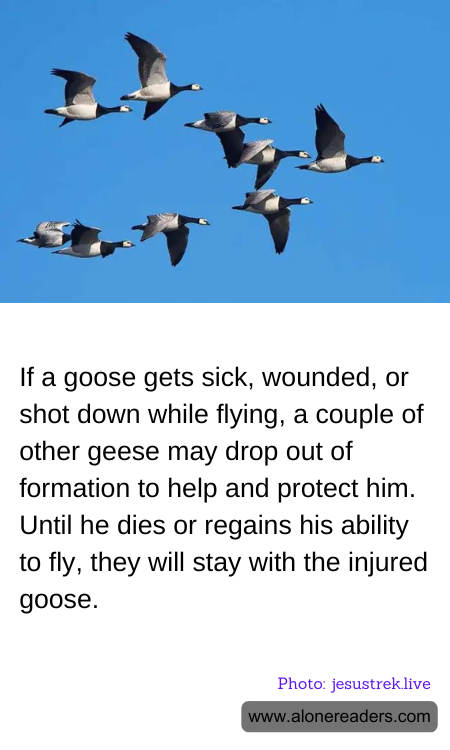 If a goose gets sick, wounded, or shot down while flying, a couple of other geese may drop out of formation to help and protect him. Until he dies or regains his ability to fly, they will stay with the injured goose.