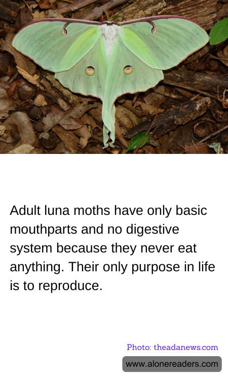 General Knowledge Learning Cards