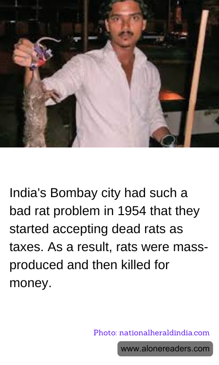 India's Bombay city had such a bad rat problem in 1954 that they started accepting dead rats as taxes. As a result, rats were mass-produced and then killed for money.