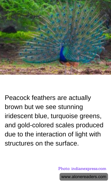 Peacock feathers are actually brown but we see stunning iridescent blue, turquoise greens, and gold-colored scales produced due to the interaction of light with structures on the surface.