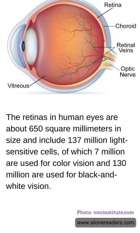 The retinas in human eyes are about 650 square millimeters in size and include 137 million light-sensitive cells, of which 7 million are used for color vision and 130 million are used for black-and-white vision.