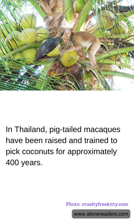 General Knowledge Learning Cards