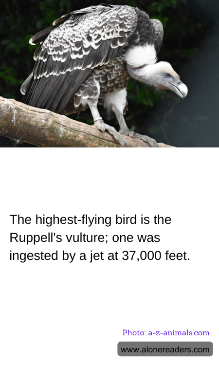 General Knowledge Learning Cards