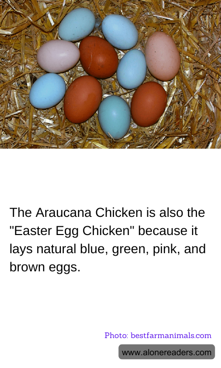 General Knowledge Learning Cards