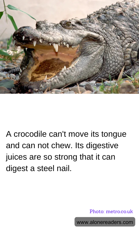 General Knowledge Learning Cards