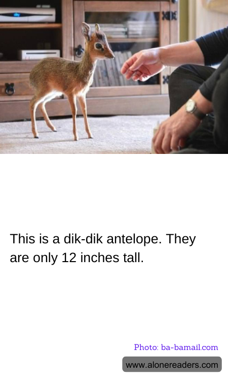 General Knowledge Learning Cards