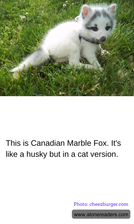 This is Canadian Marble Fox. It's like a husky but in a cat version.