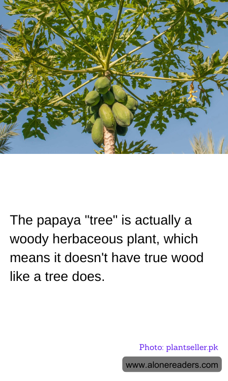 General Knowledge Learning Cards