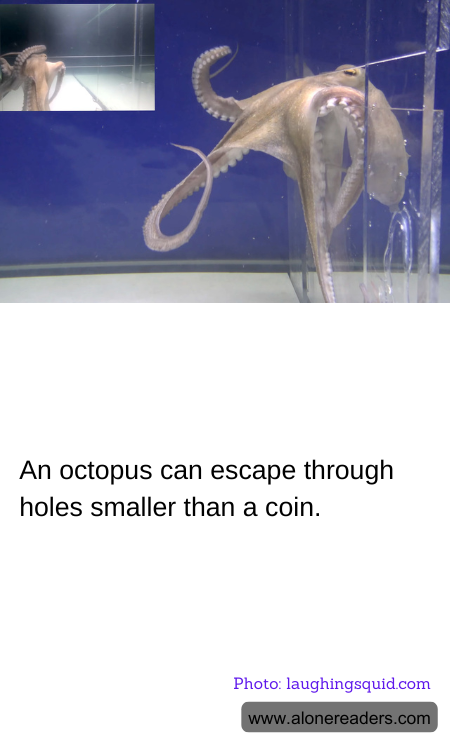 An octopus can escape through holes smaller than a coin.