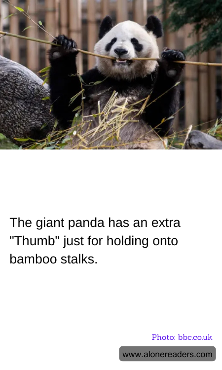 General Knowledge Learning Cards