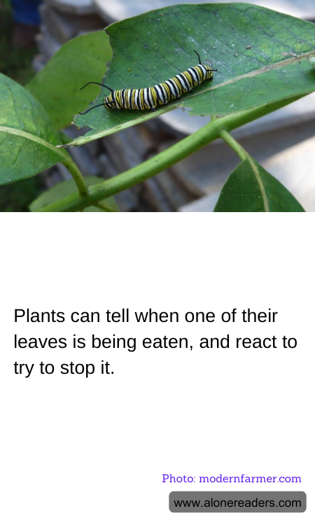 Plants can tell when one of their leaves is being eaten, and react to try to stop it.