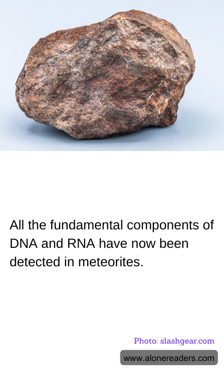 All the fundamental components of DNA and RNA have now been detected in meteorites.