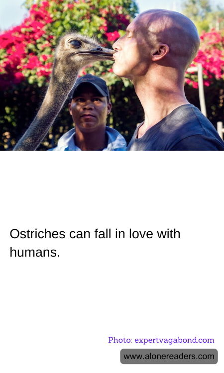 Ostriches can fall in love with humans.