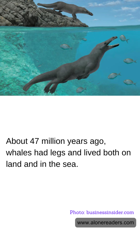 About 47 million years ago, whales had legs and lived both on land and in the sea.