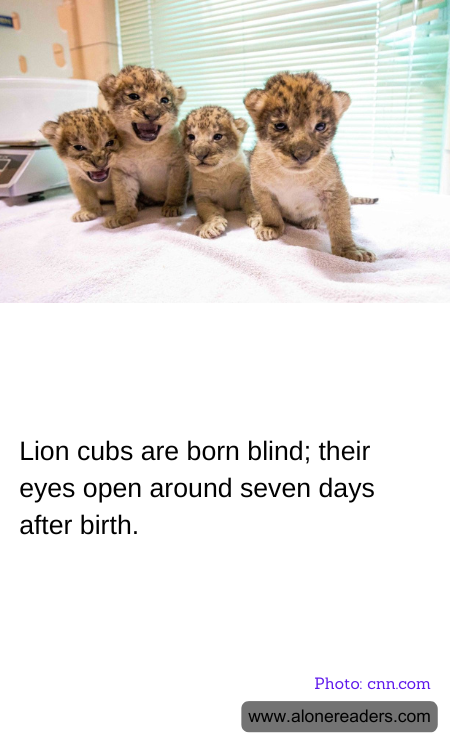 Lion cubs are born blind; their eyes open around seven days after birth.