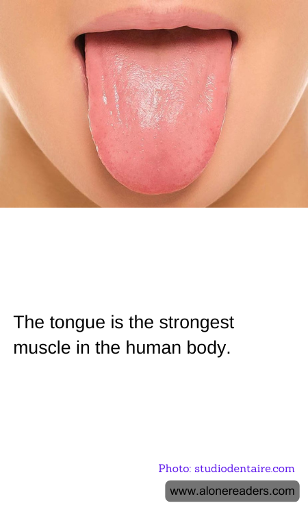 The tongue is the strongest muscle in the human body.
