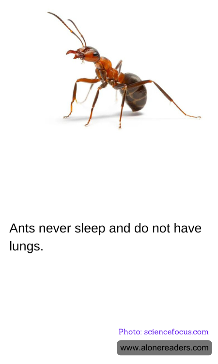 General Knowledge Learning Cards