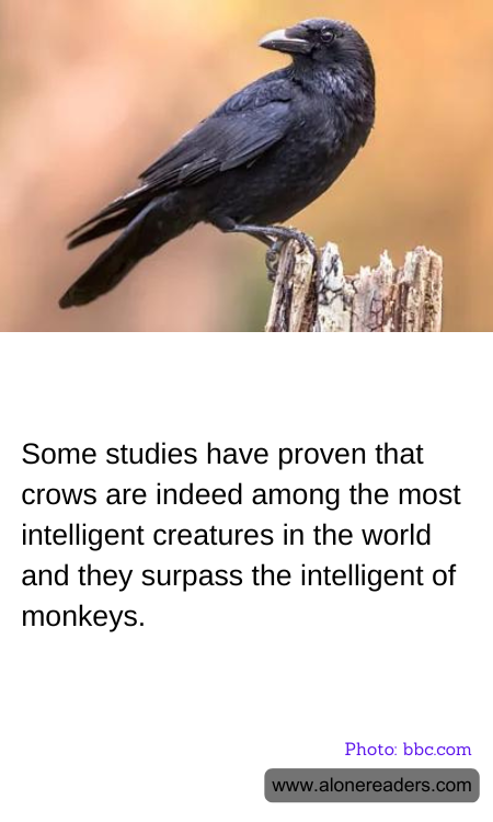 Some studies have proven that crows are indeed among the most intelligent creatures in the world and they surpass the intelligent of monkeys.