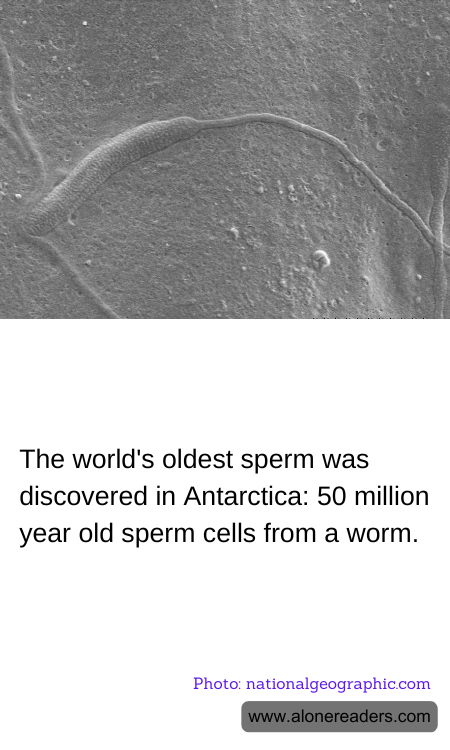 General Knowledge Learning Cards