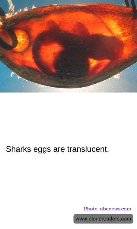 General Knowledge Learning Cards