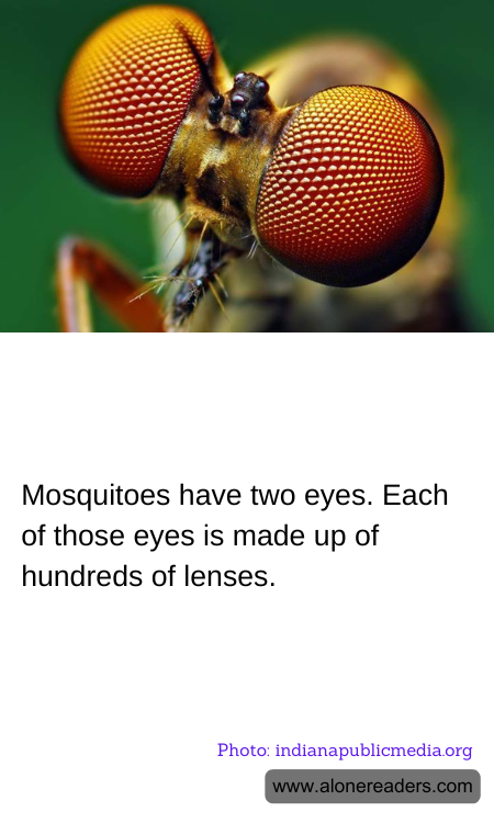 Mosquitoes have two eyes. Each of those eyes is made up of hundreds of lenses.