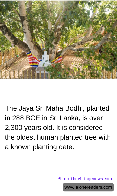 General Knowledge Learning Cards