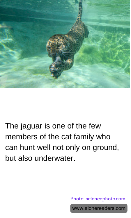 The jaguar is one of the few members of the cat family who can hunt well not only on ground, but also underwater.