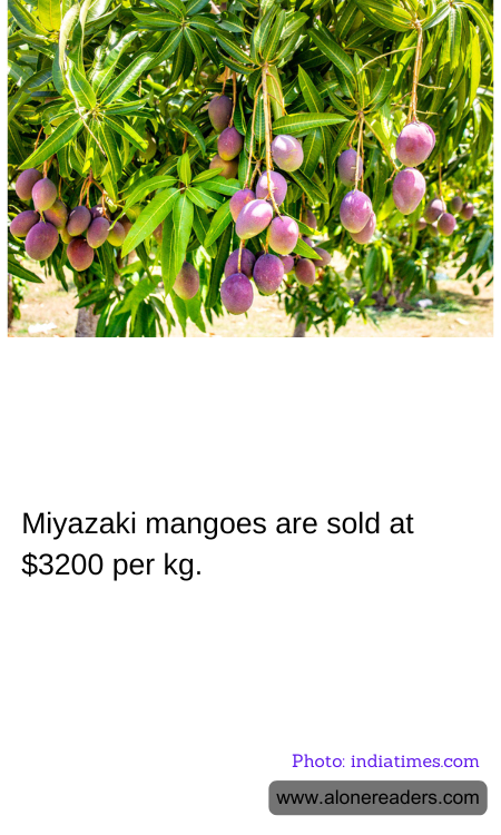 General Knowledge Learning Cards