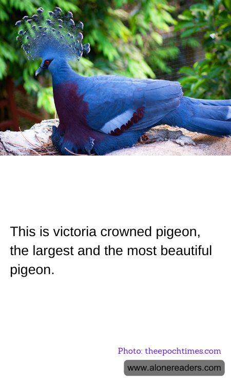 General Knowledge Learning Cards