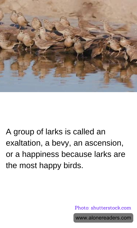 General Knowledge Learning Cards