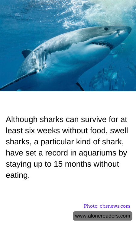 General Knowledge Learning Cards