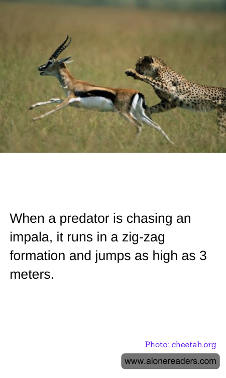 General Knowledge Learning Cards