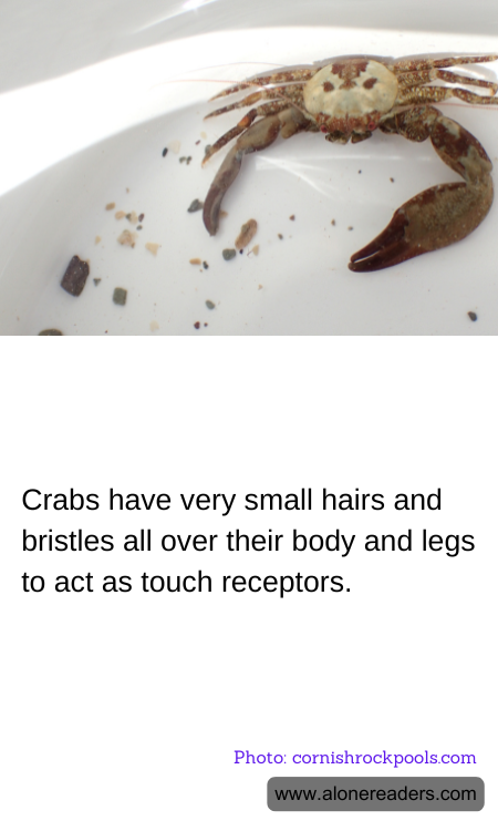 General Knowledge Learning Cards