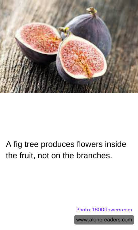 General Knowledge Learning Cards