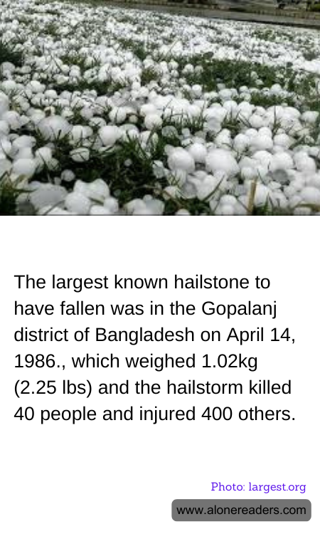 The largest known hailstone to have fallen was in the Gopalanj district of Bangladesh on April 14, 1986., which weighed 1.02kg (2.25 lbs) and the hailstorm killed 40 people and injured 400 others.