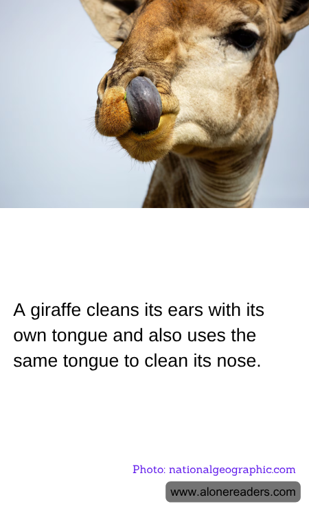 General Knowledge Learning Cards