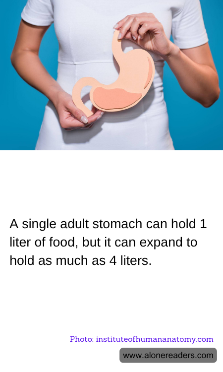 A single adult stomach can hold 1 liter of food, but it can expand to hold as much as 4 liters.