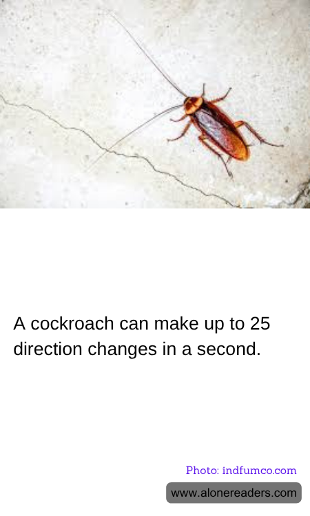 General Knowledge Learning Cards