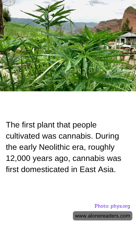 The first plant that people cultivated was cannabis. During the early Neolithic era, roughly 12,000 years ago, cannabis was first domesticated in East Asia.