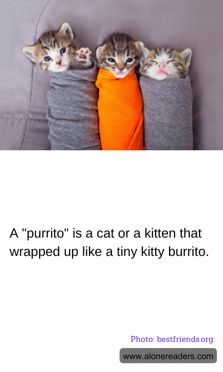 General Knowledge Learning Cards