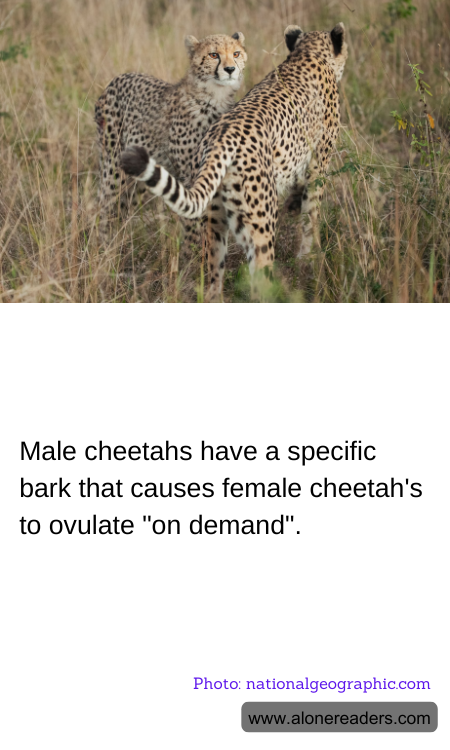 General Knowledge Learning Cards