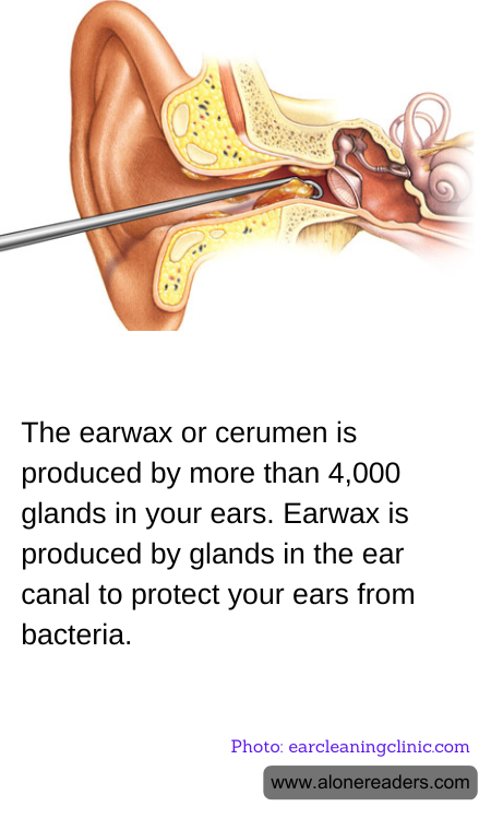 The earwax or cerumen is produced by more than 4,000 glands in your ears. Earwax is produced by glands in the ear canal to protect your ears from bacteria.